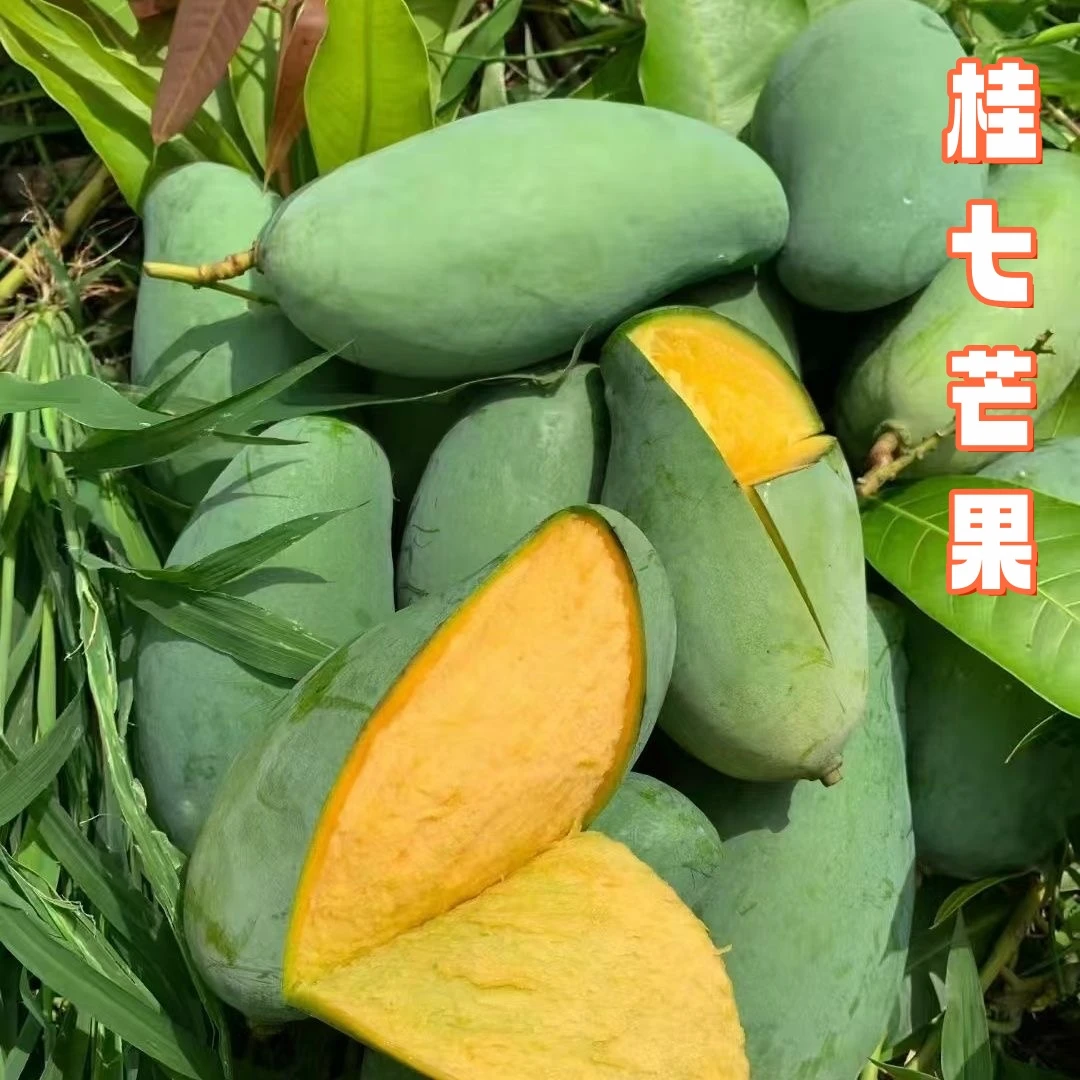 桂七芒果广西百色田东自家果园当季水果新鲜采摘产地直发