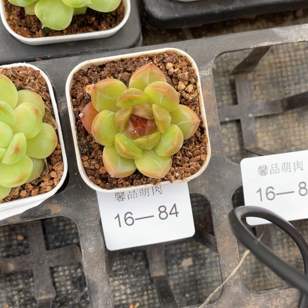 小白盆一物一拍16-84