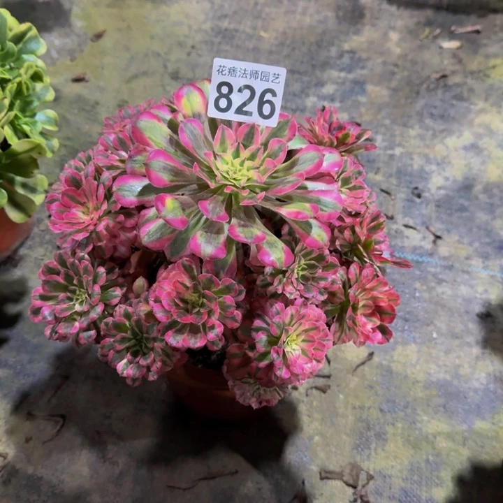 红彤超白82600000000