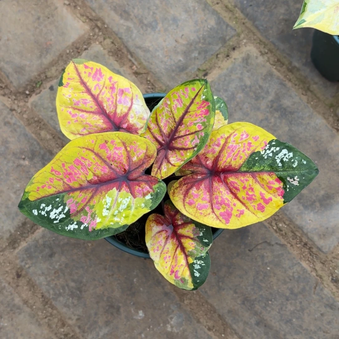 野蜂飞舞泰国彩叶芋31-1203