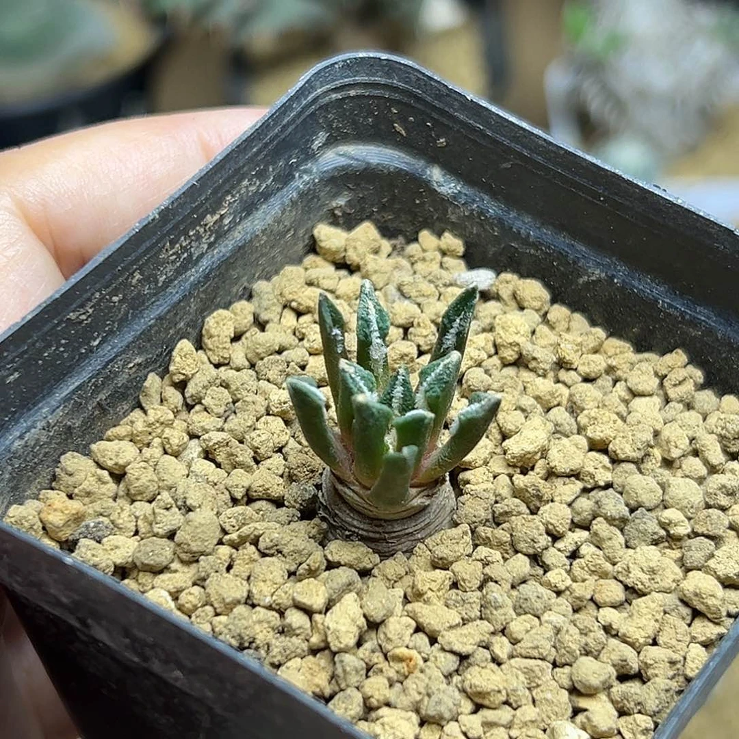 无花朵象足黑牡丹一颗一颗