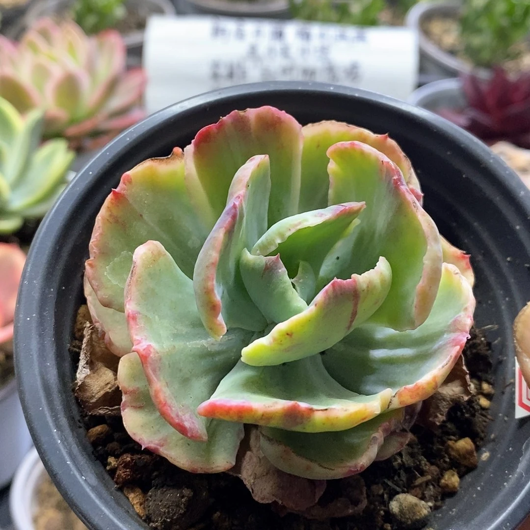 1643舞会红裙锦多肉