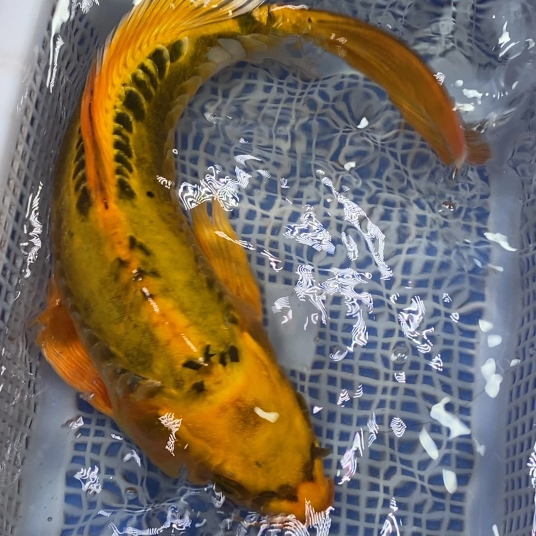 锦鲤冷水锦鲤包邮