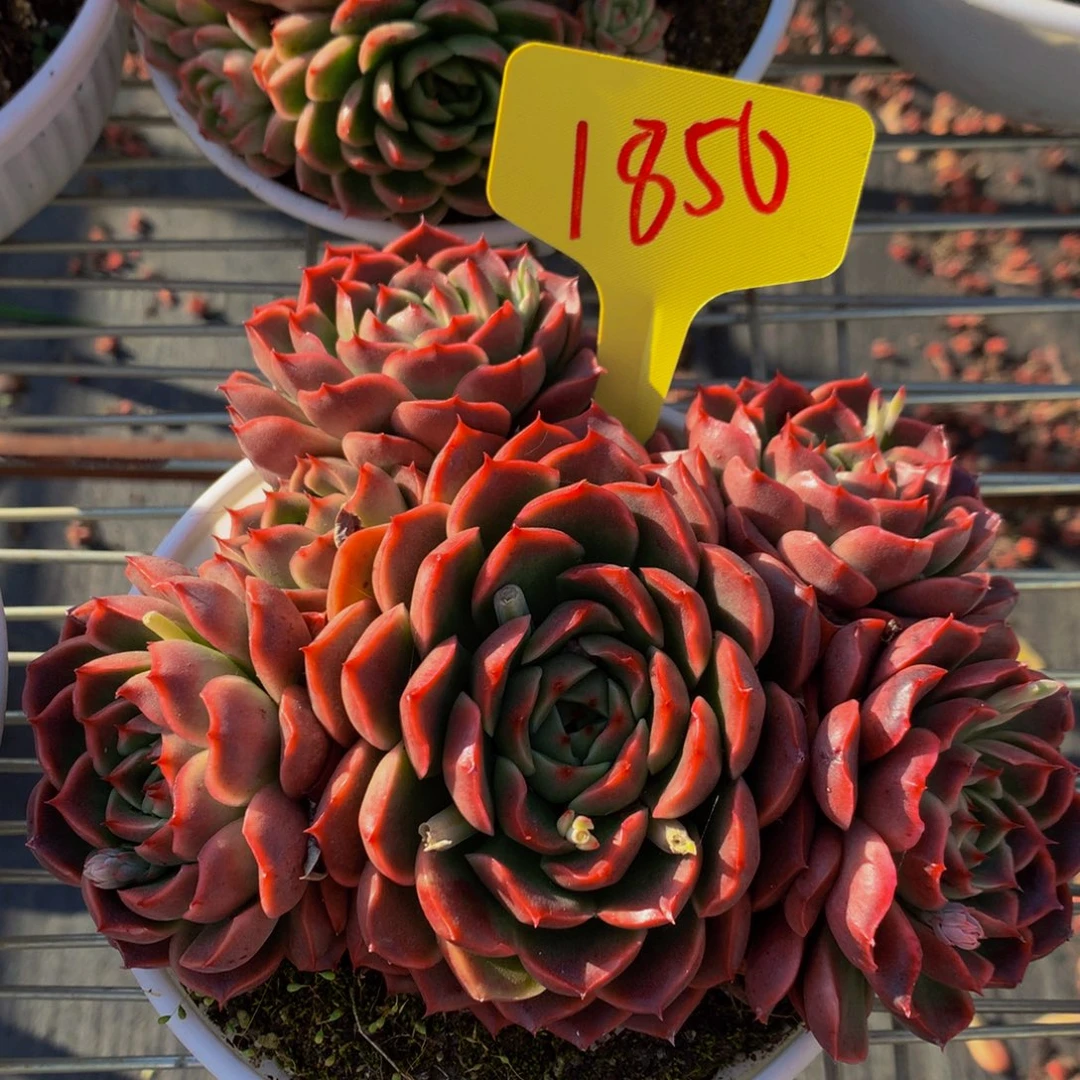 1850-12-25一物一拍