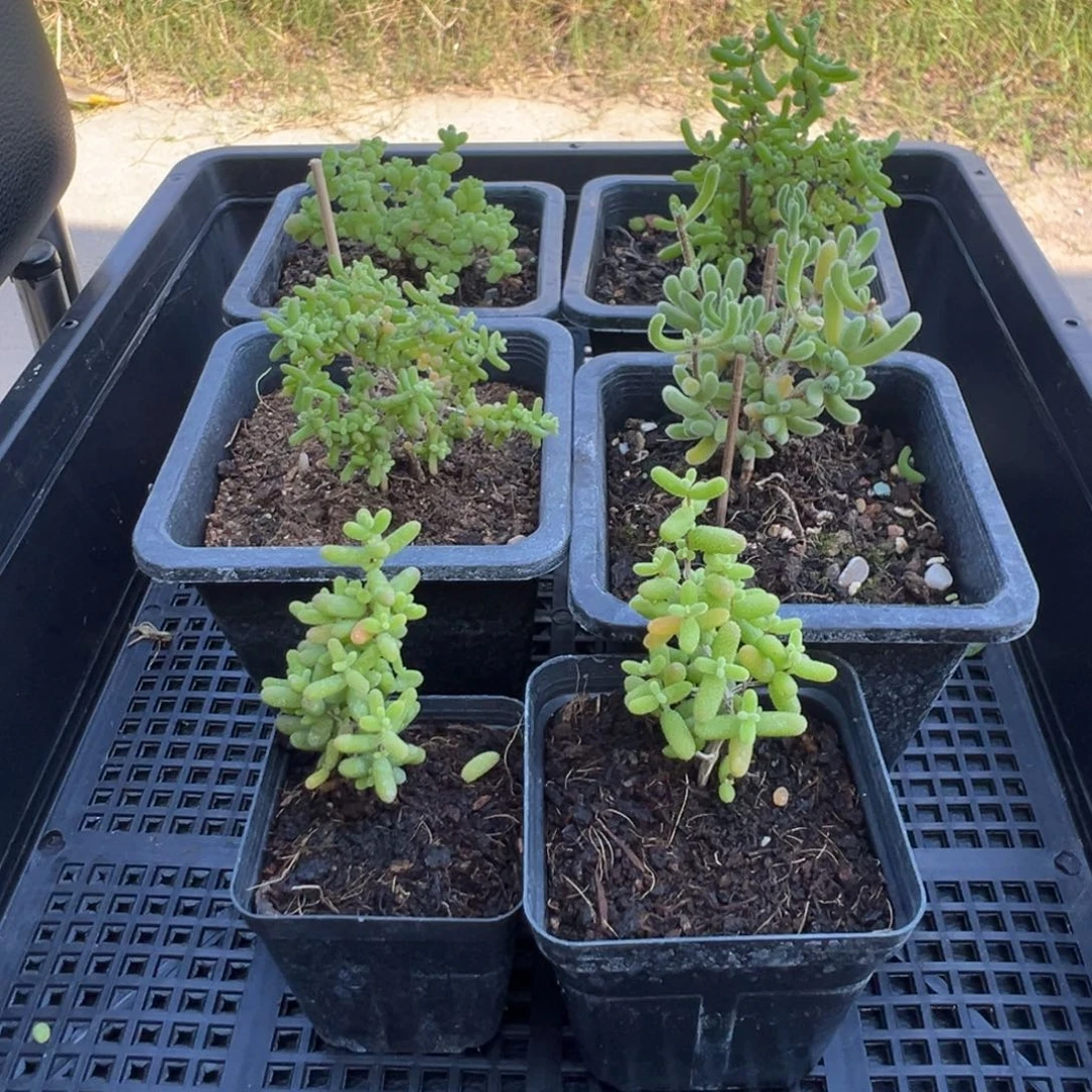 枝干番杏多肉植物412