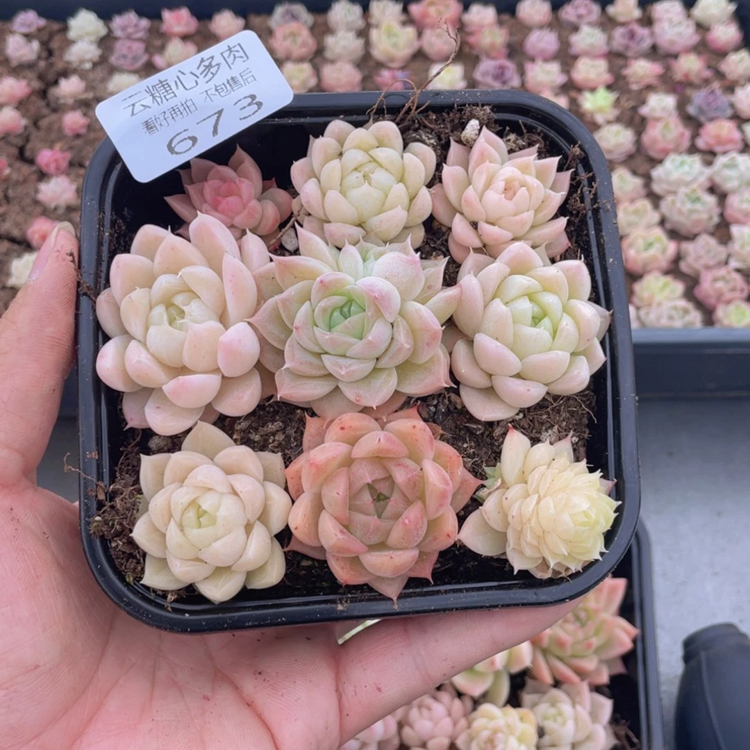 云糖心多肉植物673