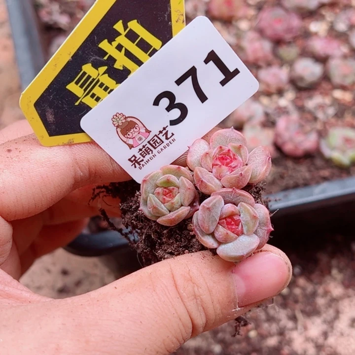 多肉植物多肉植物