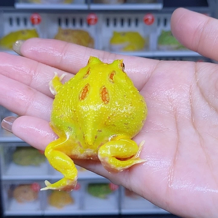 特价秒杀一切顺利