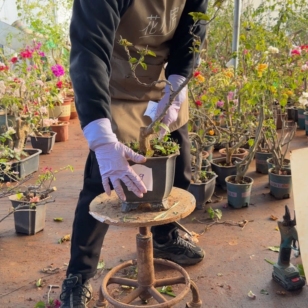 大部分开放少量花苞变色龙 39脱