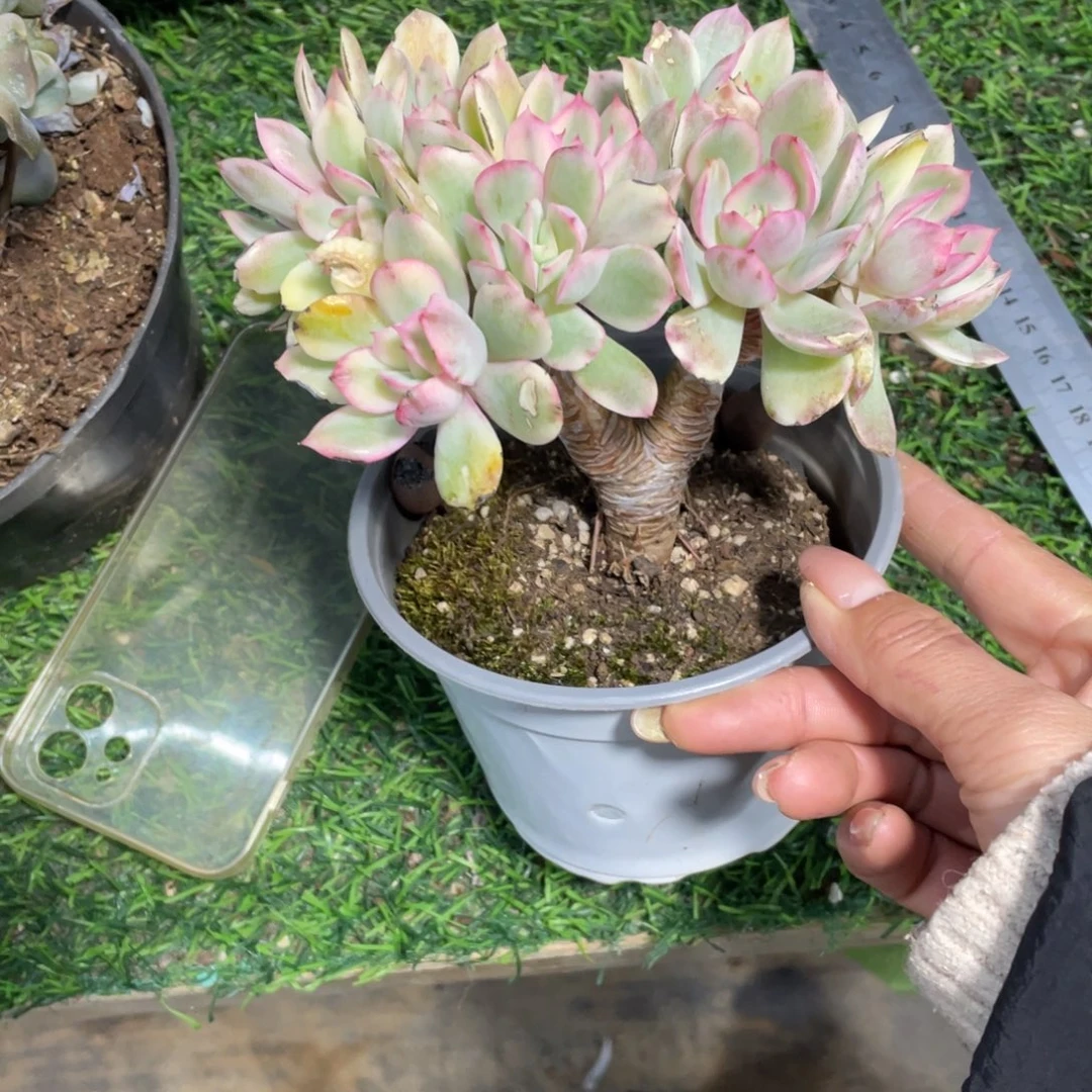 绮罗锦冠幅15 公分一物一拍