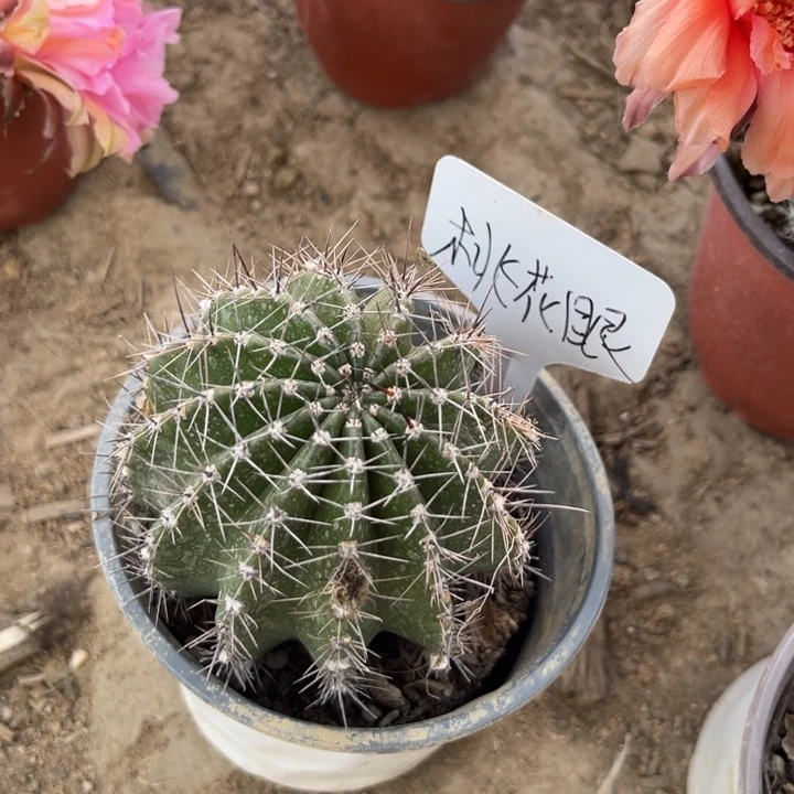 桃花眼一物一拍仙人球