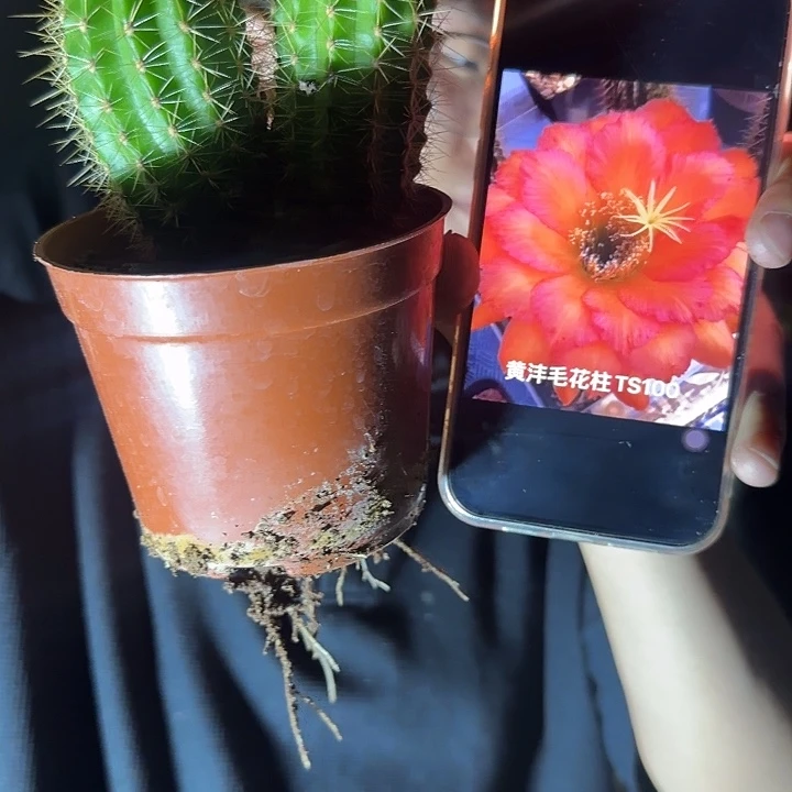 完全开放ts100双头脱土