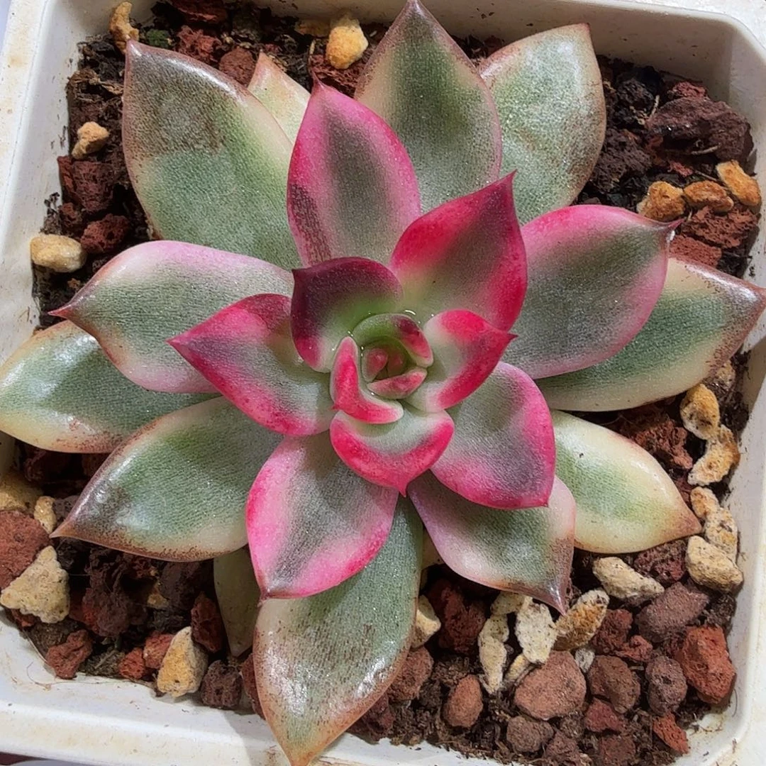 火焰山锦，多肉植物