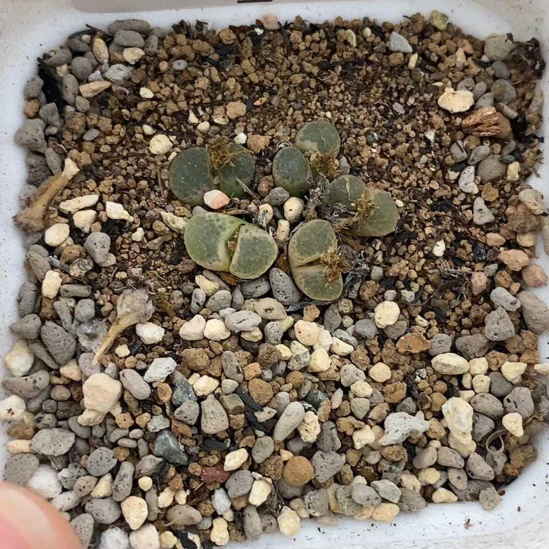 19-49-樱花福利。