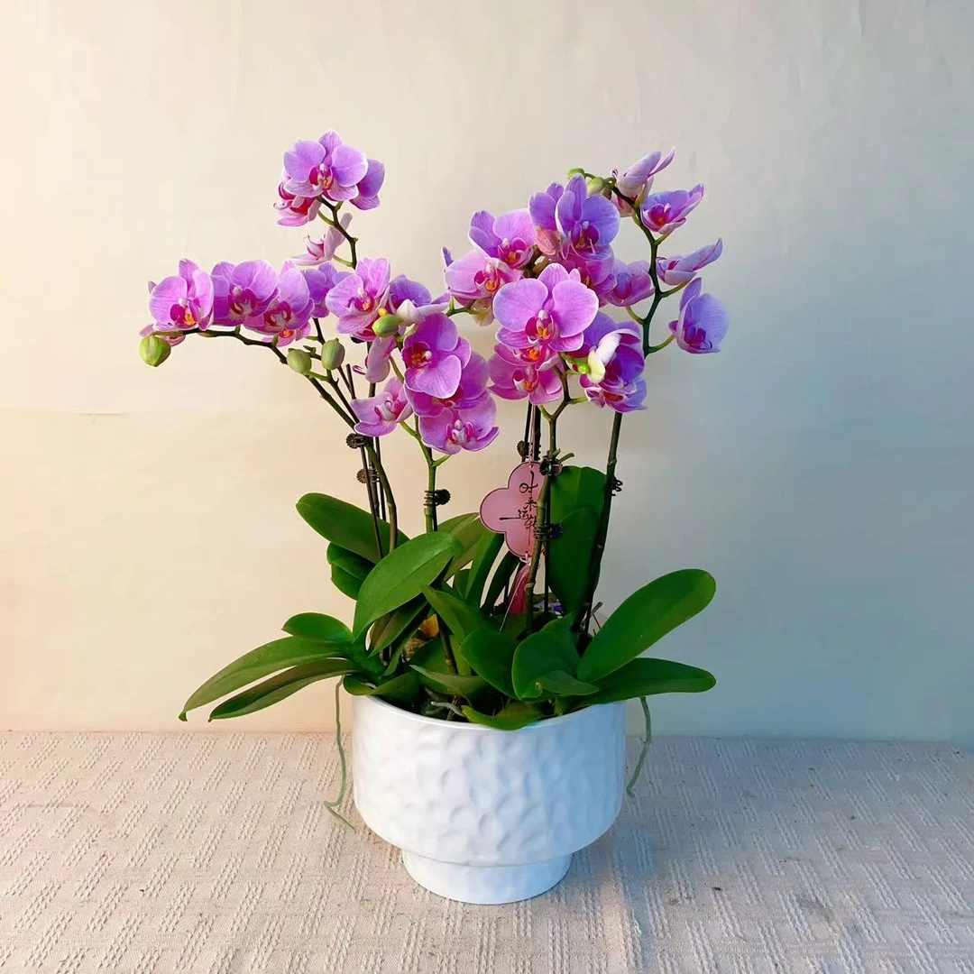 桦艺优选【紫蝶】欧品蝴蝶兰室内花卉高雅轻奢高级盆栽艺术组盆