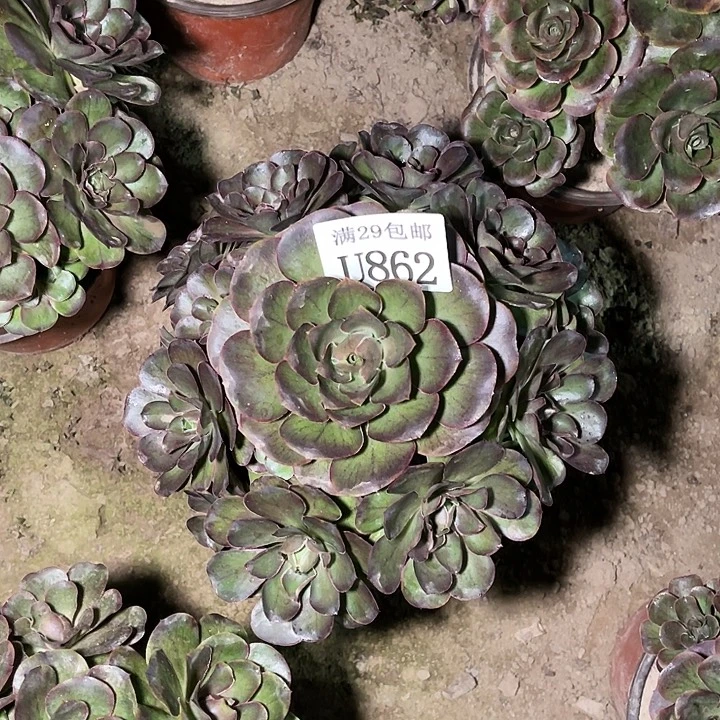 862魅金玫瑰    多肉植物