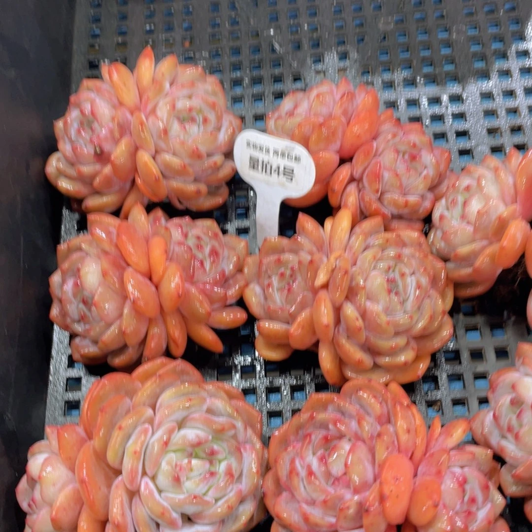 量拍4号石榴籽梦露大双头起一个