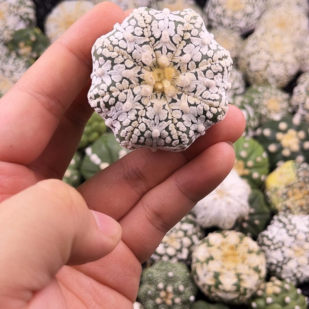 哈哈哈哈哈哈哈ｖ兜兜兜