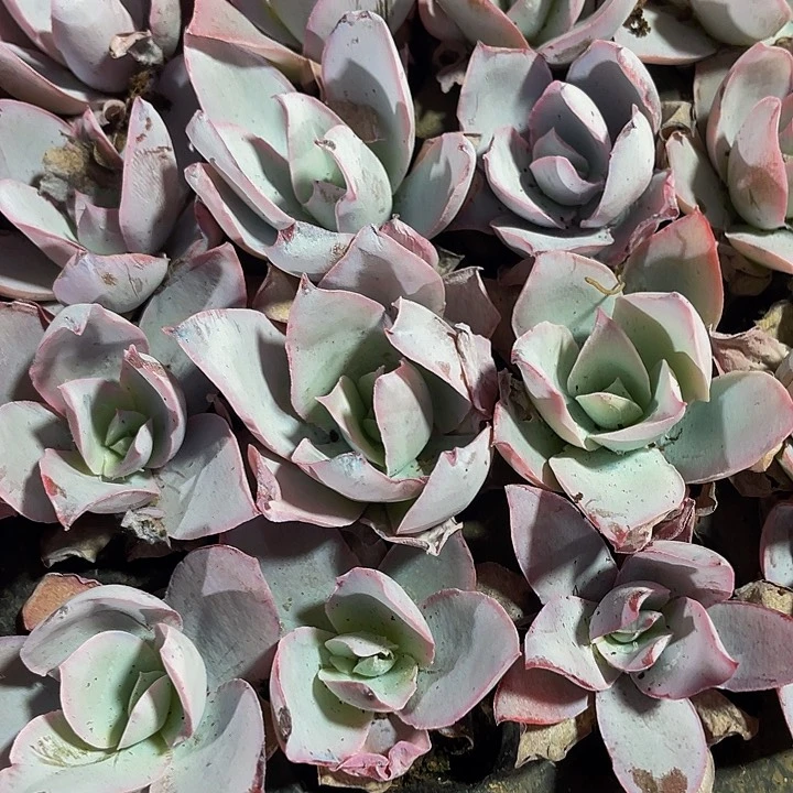 小广寒宫1元带土发