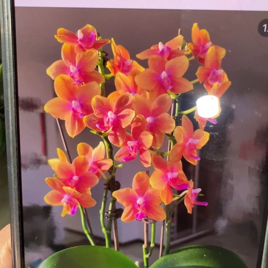 当前无花栽培后可以开花香恋博格丽