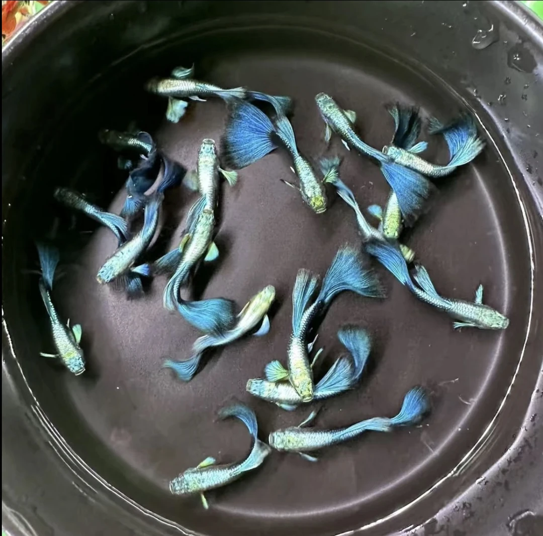 赛级银背满鳞蓝礼服种鱼