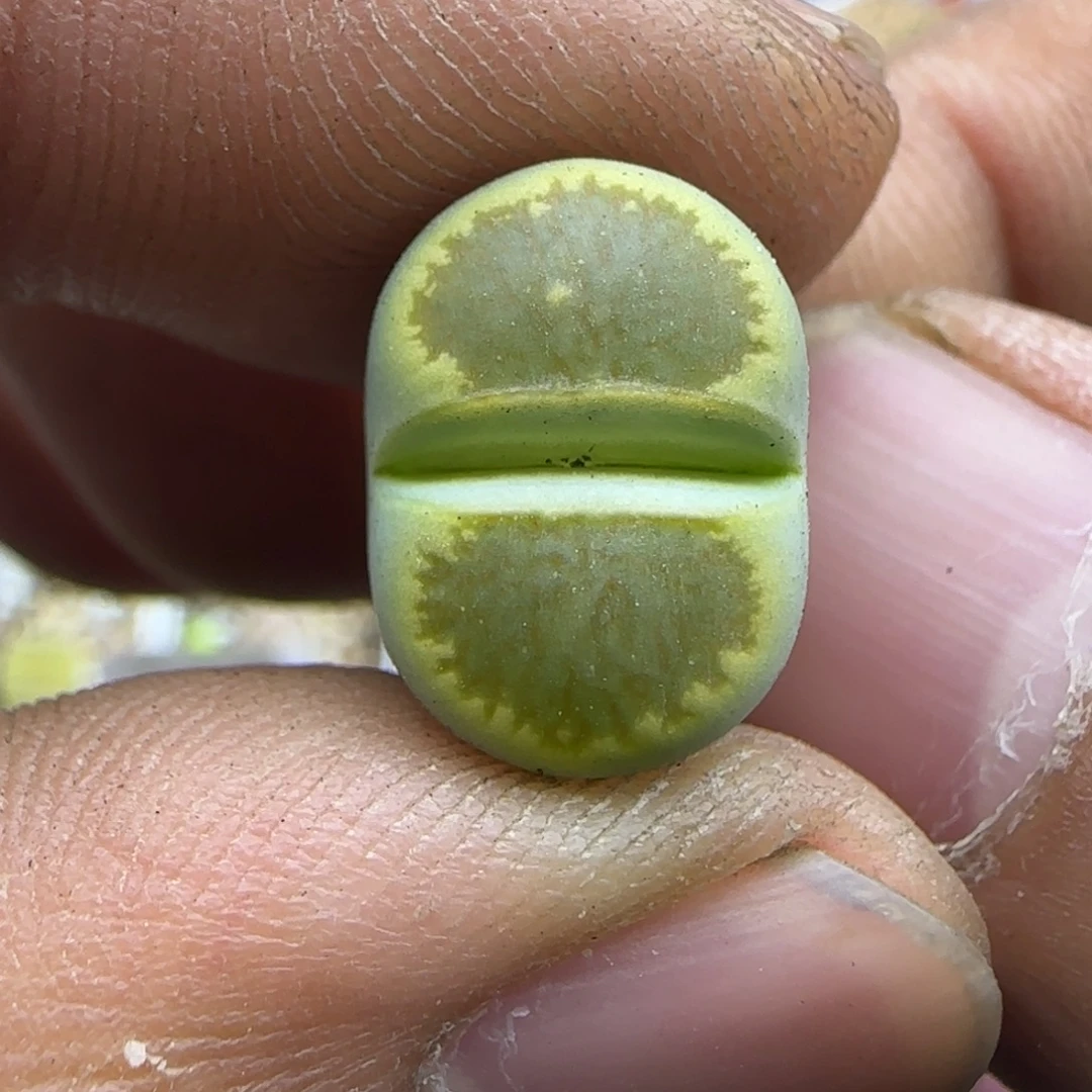 573 生石花大棚直播