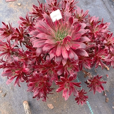 239孔雀锦多肉植物