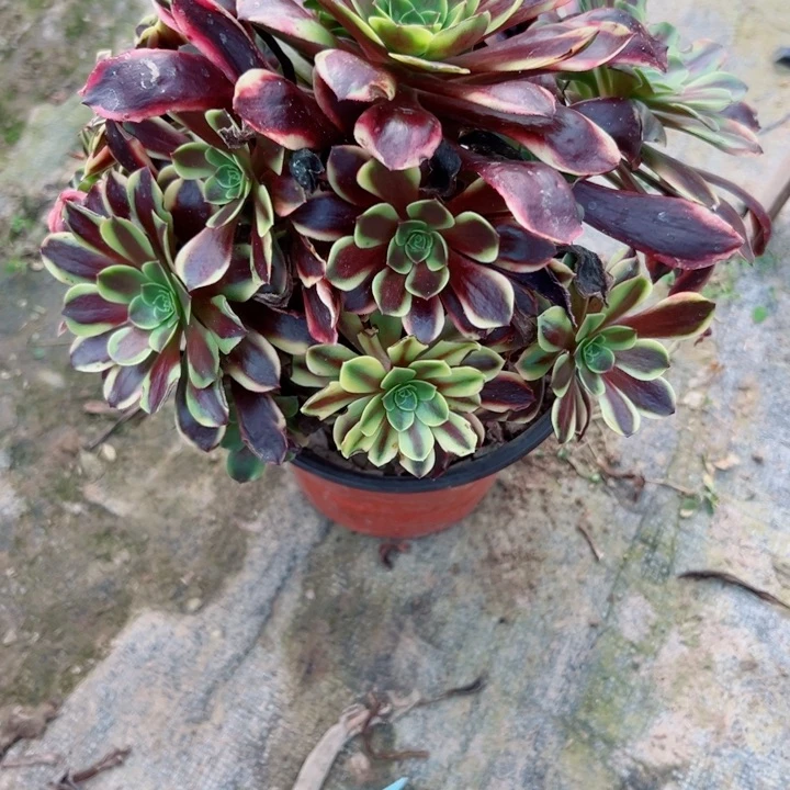 681欧莉莉多肉植物