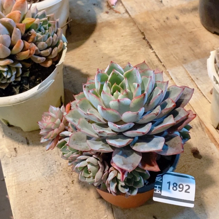 【闪购商品】赫拉1892