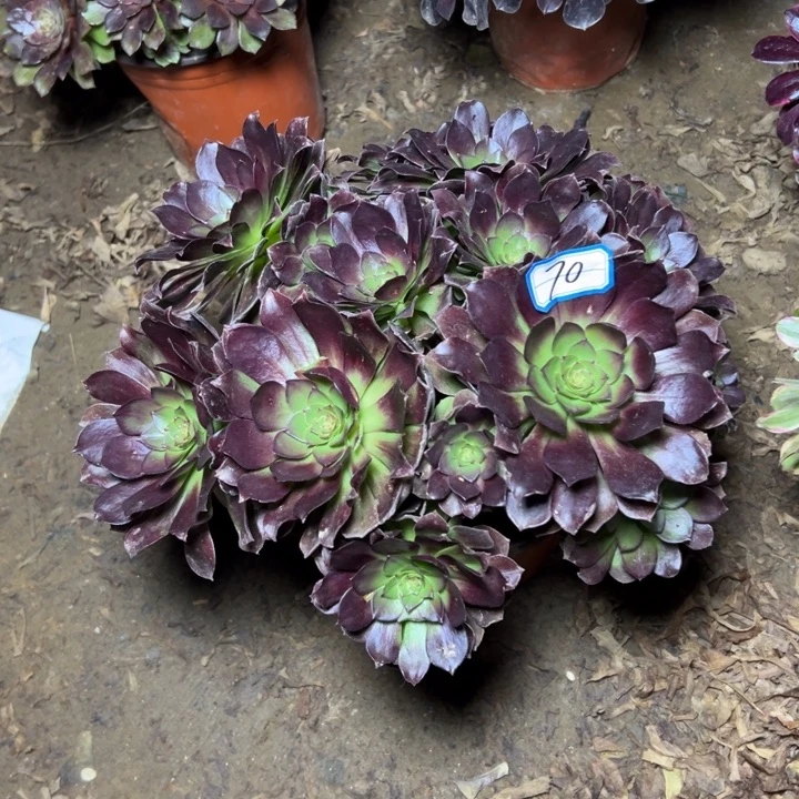 多肉植物黑魔法师70