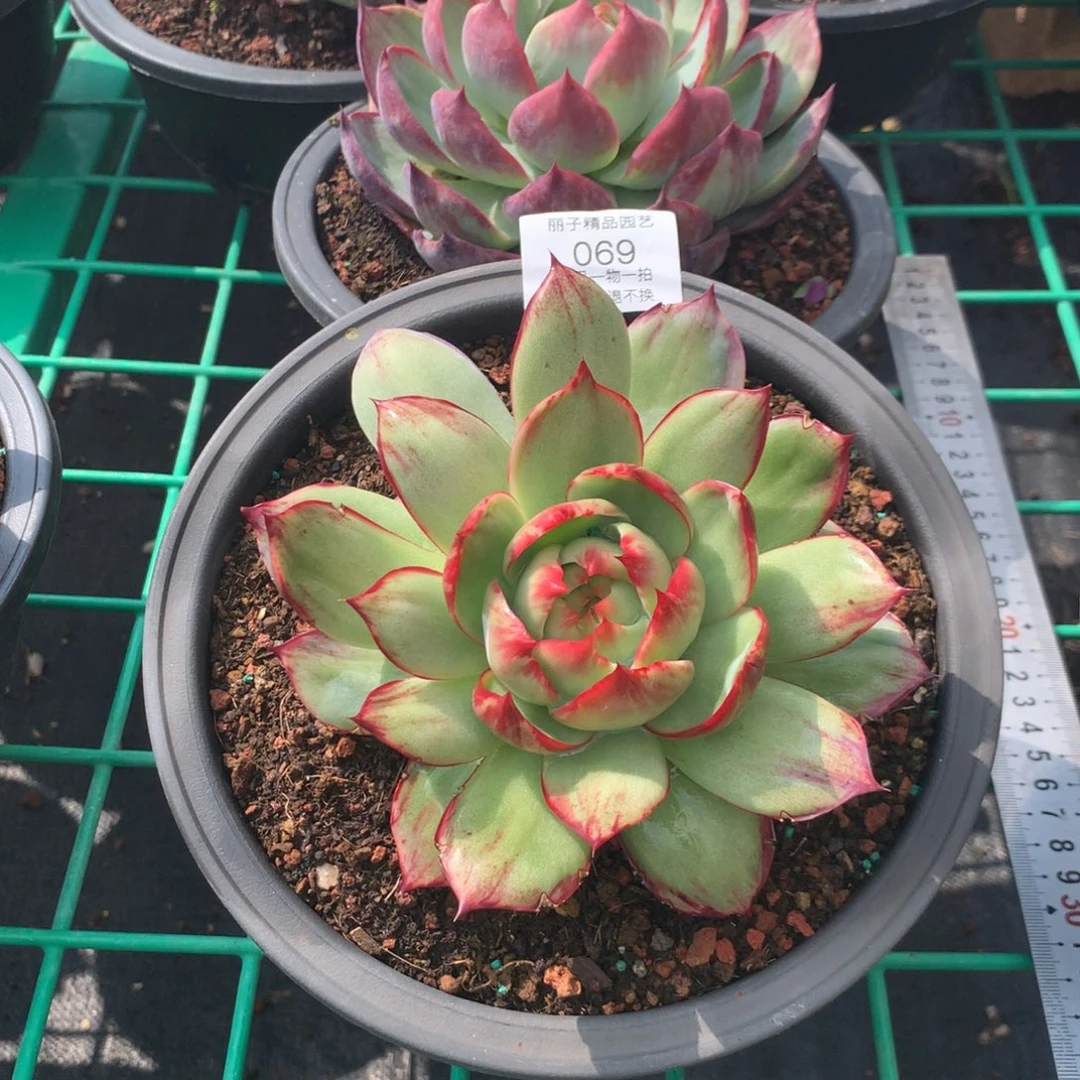 惊鸿仙子。多肉植物。尺寸13