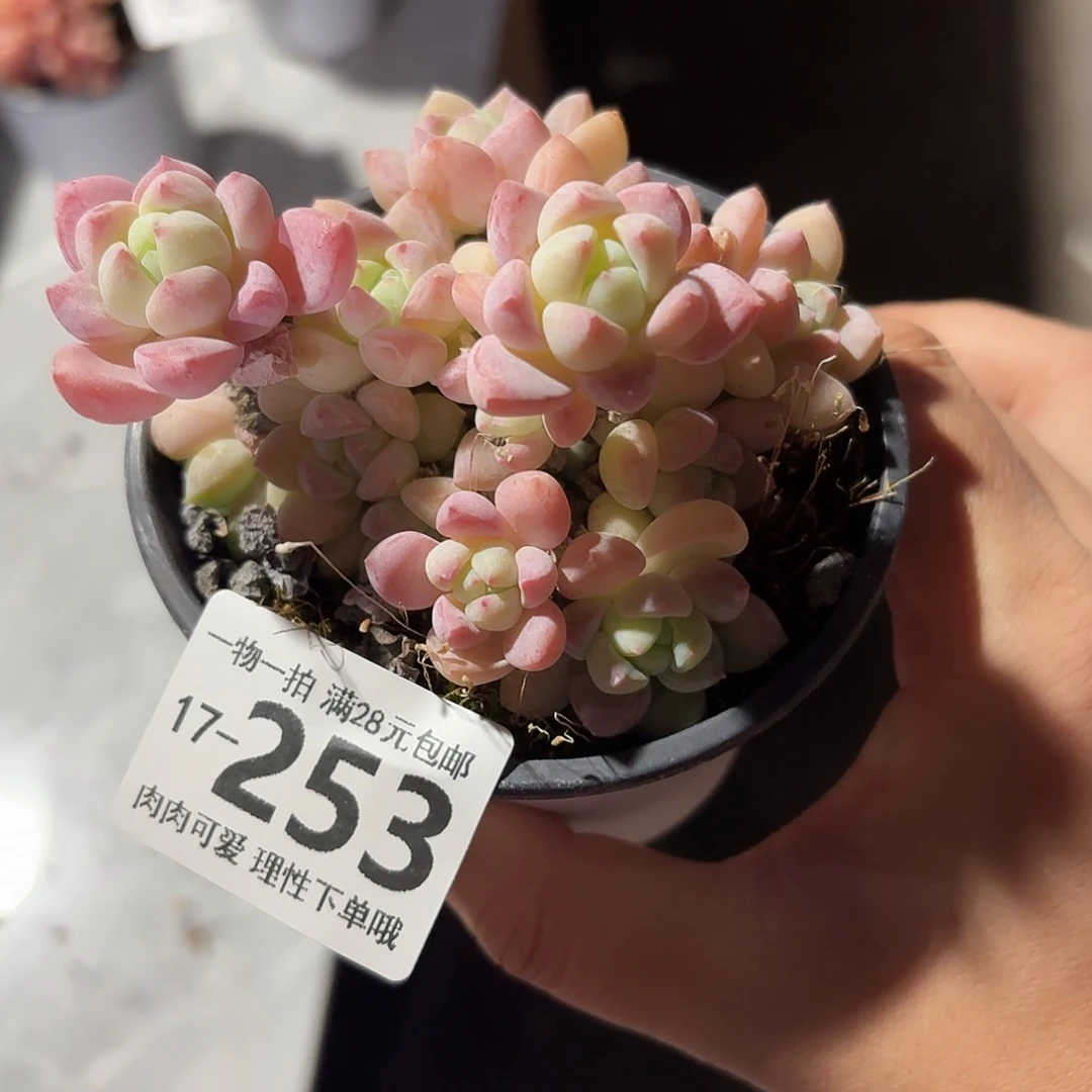 粉香水无盆土发货无