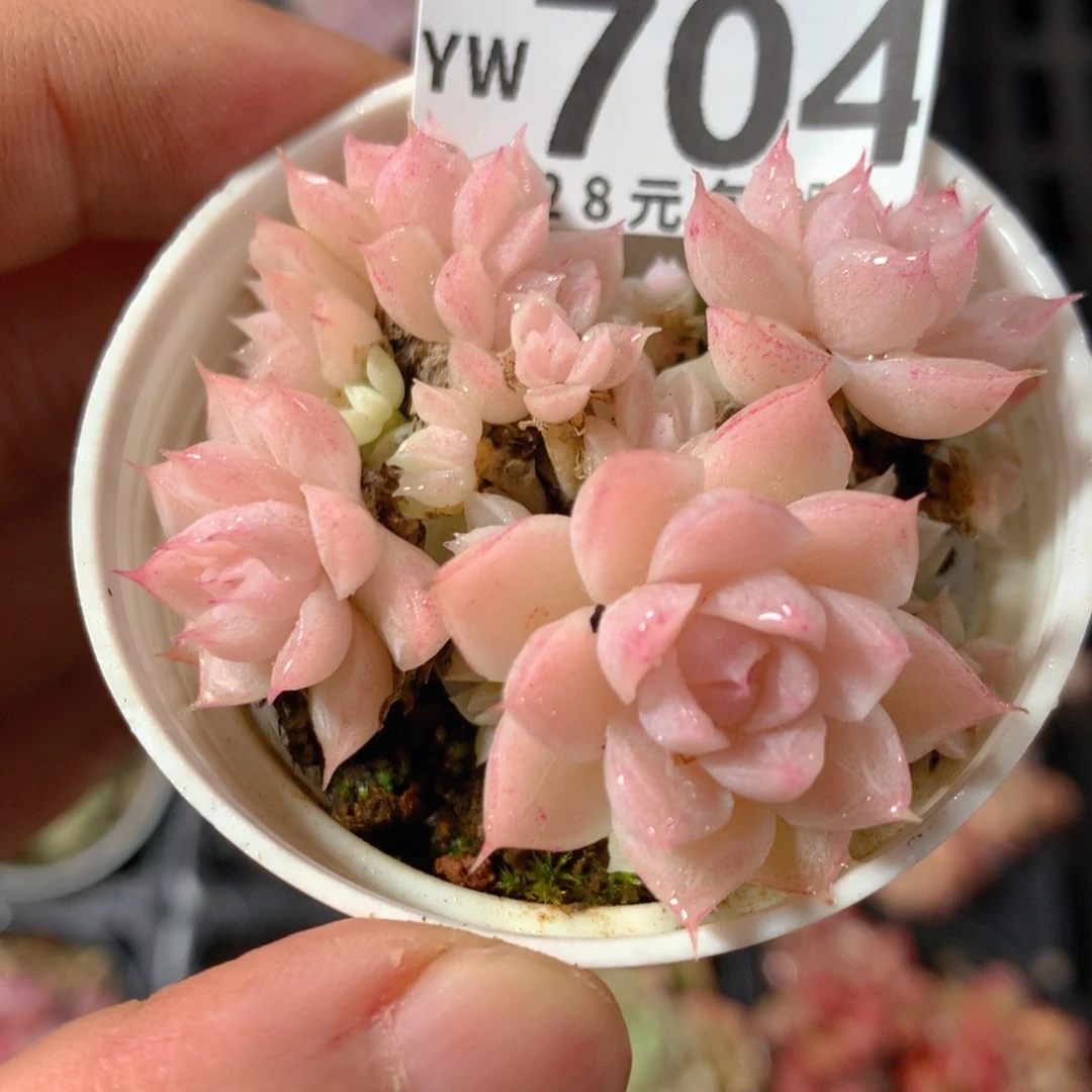 5CM拇指盆精控多肉YW704