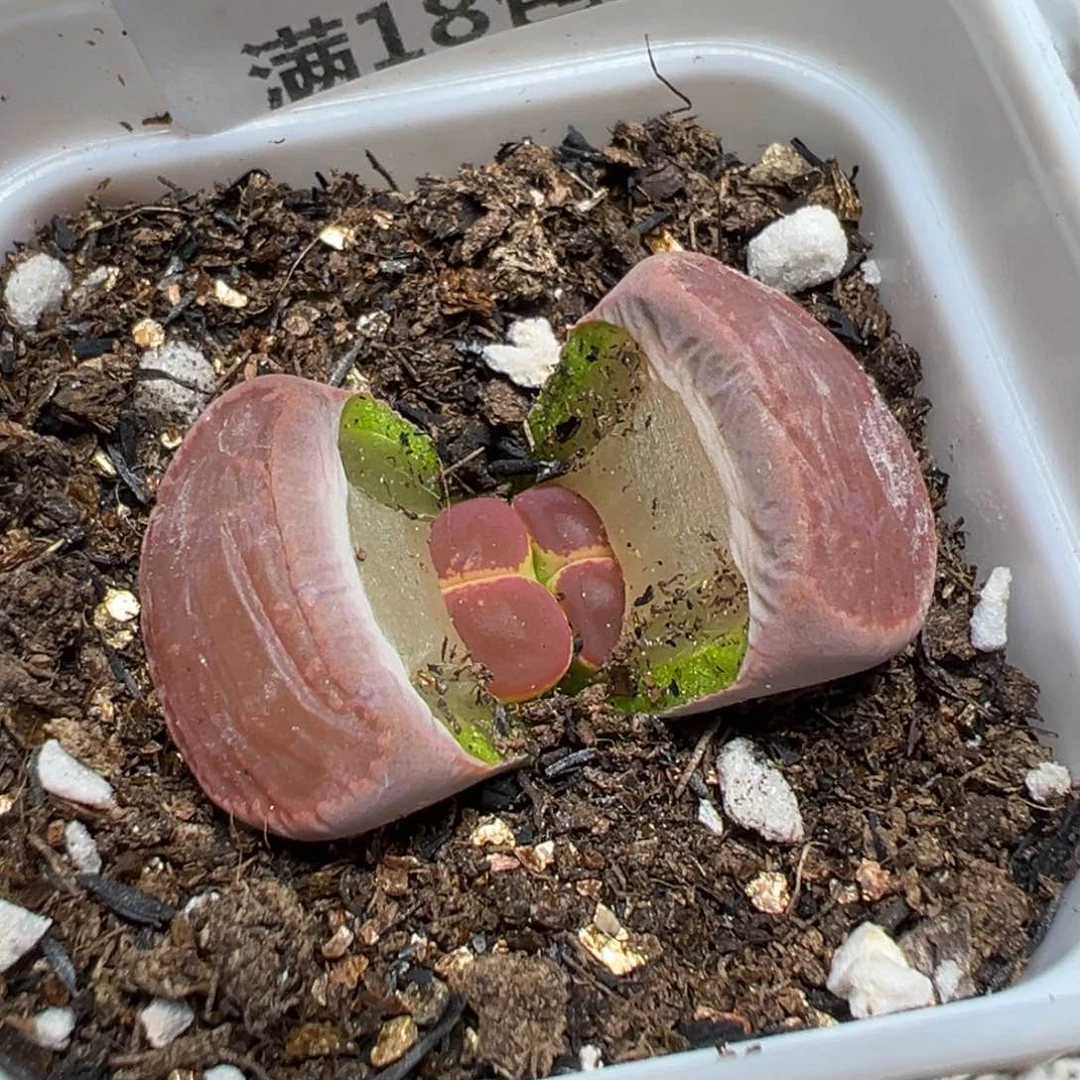 【闪购商品】 1140。