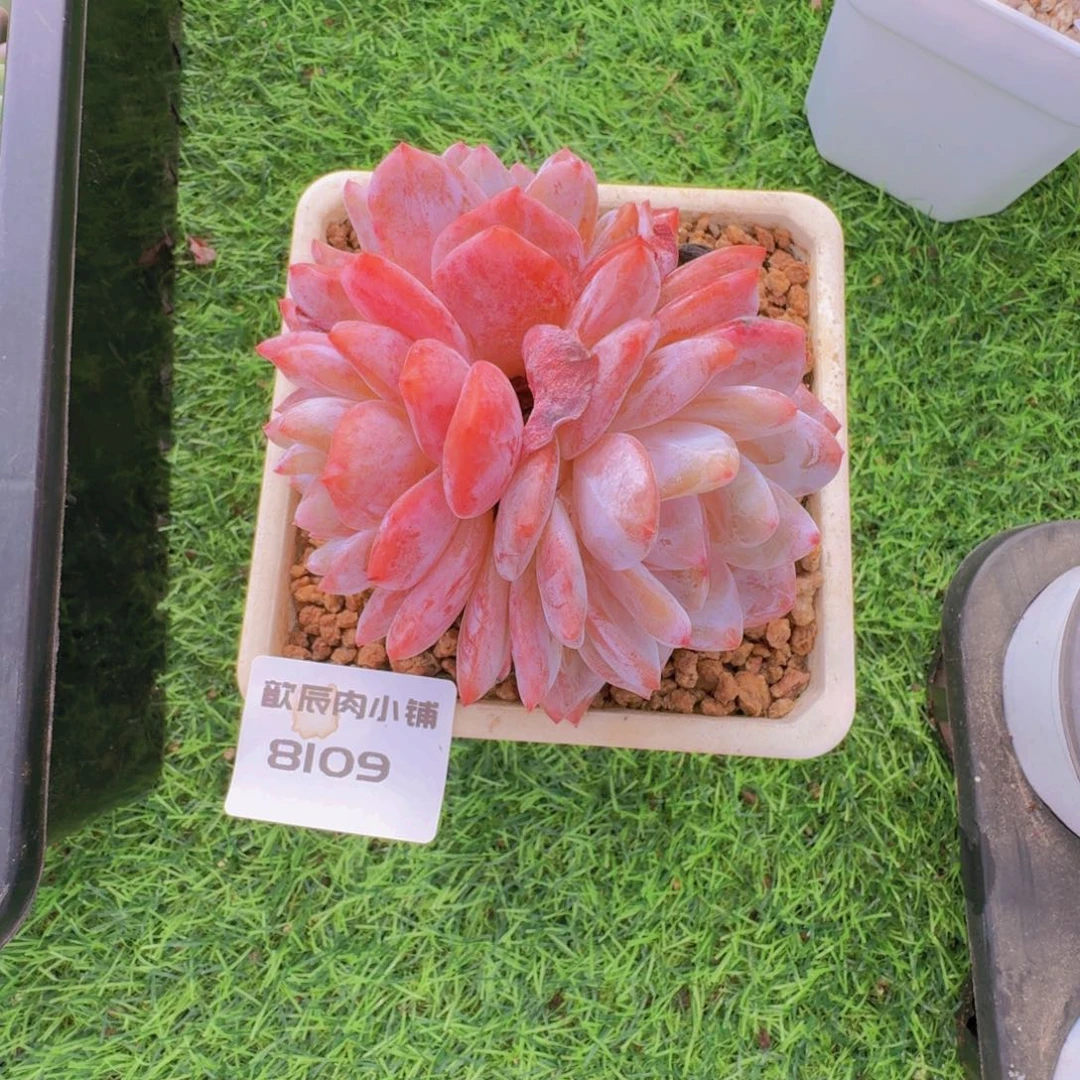 多肉植物橙梦露群8109