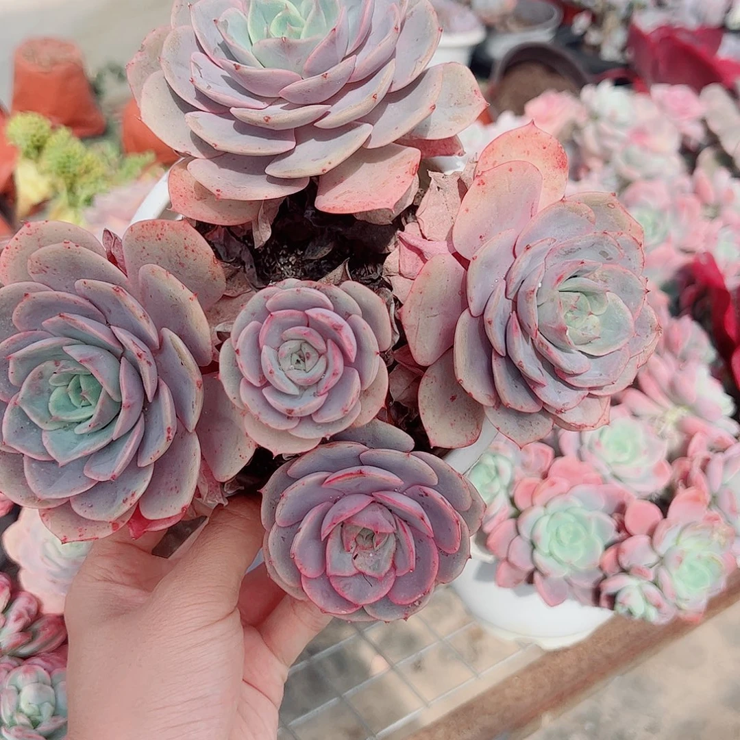 蓝色苍鹭多头大盆老桩