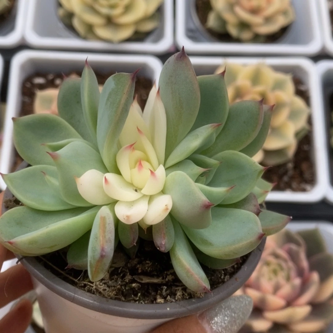 094锦锦锦锦锦锦锦锦