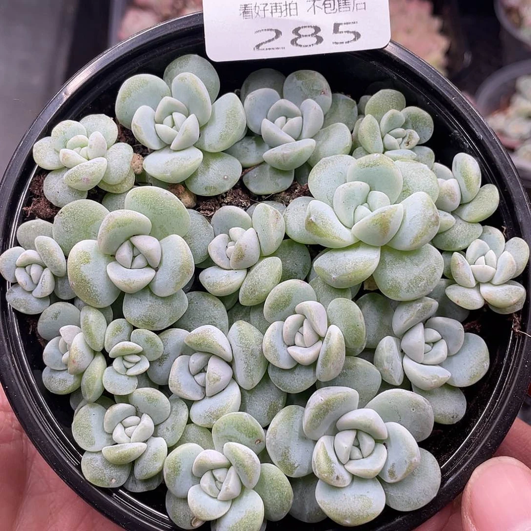 云糖心多肉植物285