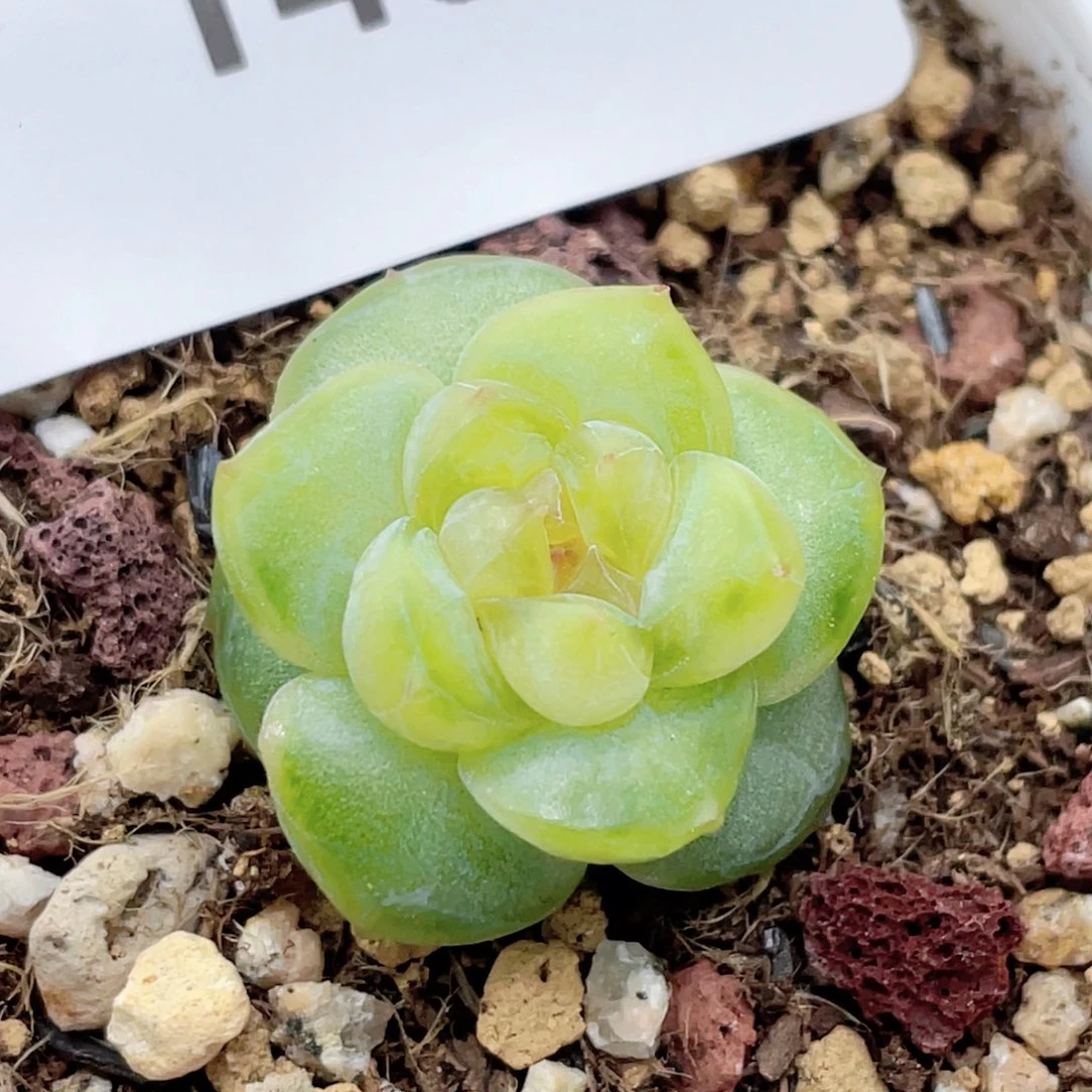 140号糖心冰心珍妮 编号