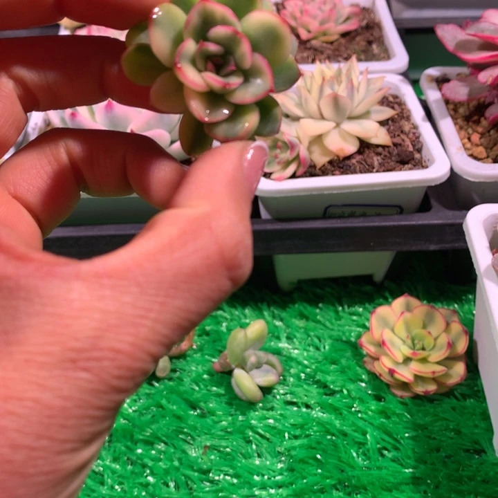 韩版荷花锦，锦哥多肉