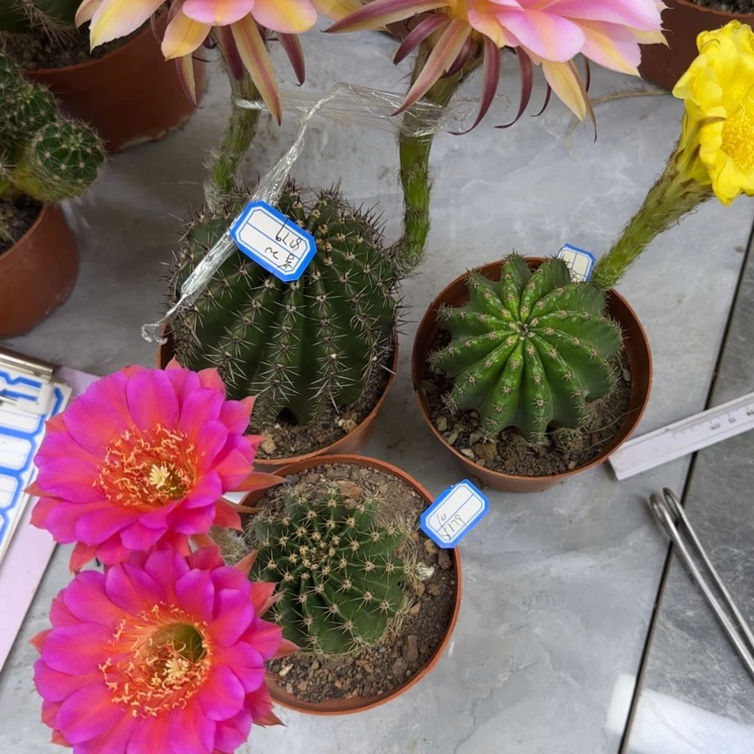 紫*麟仙人球三颗40➕运费10