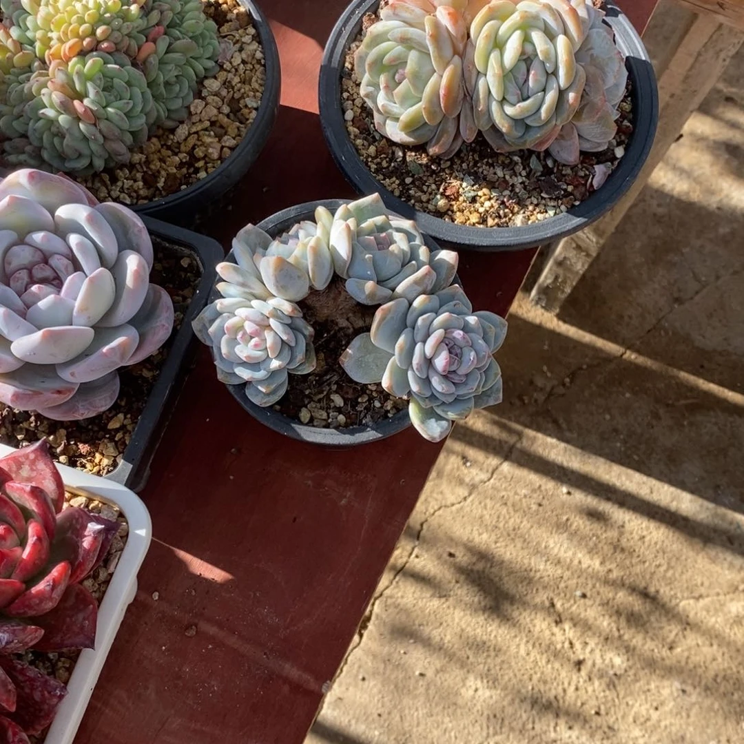 恭喜发财 恭喜发财