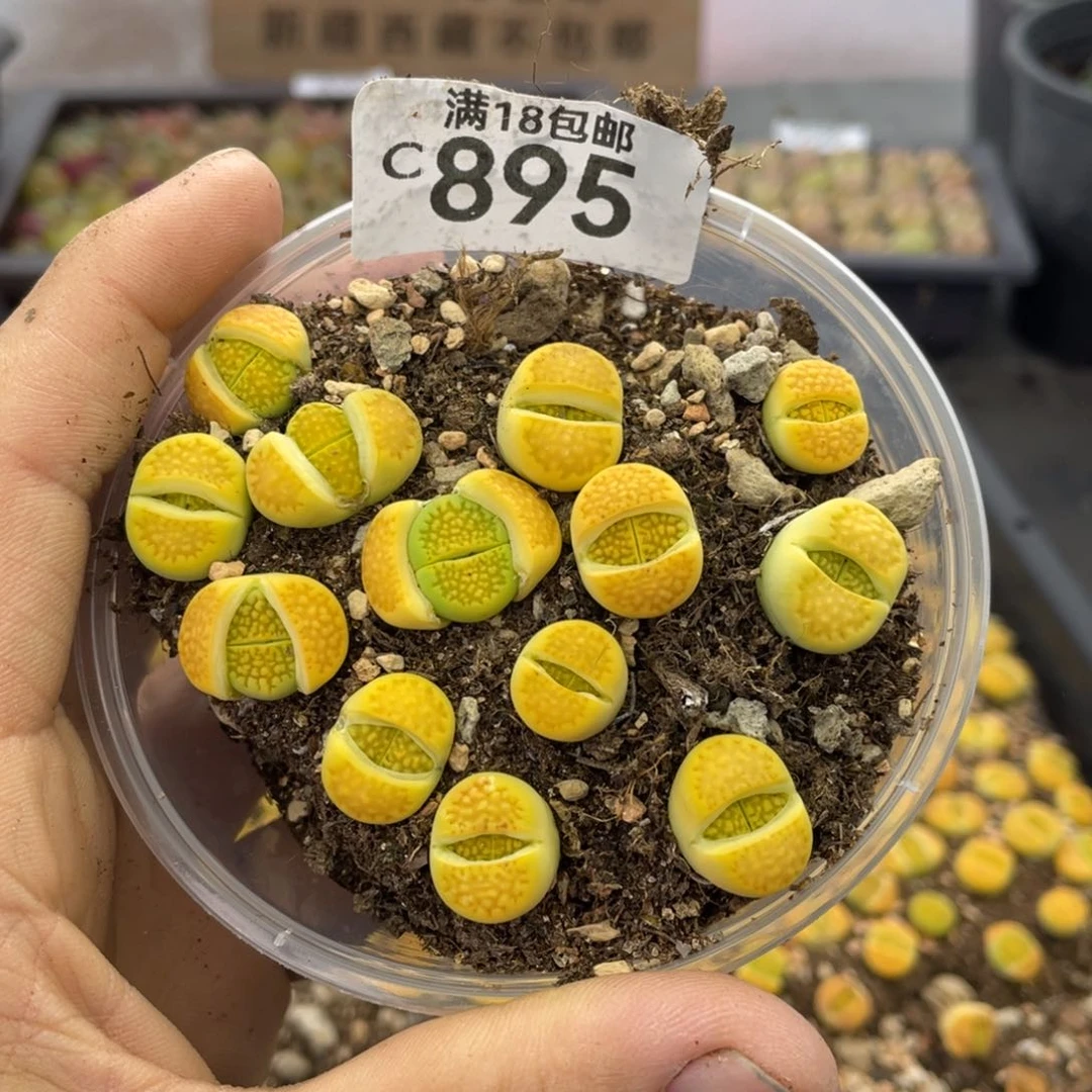 红陶00000000000895