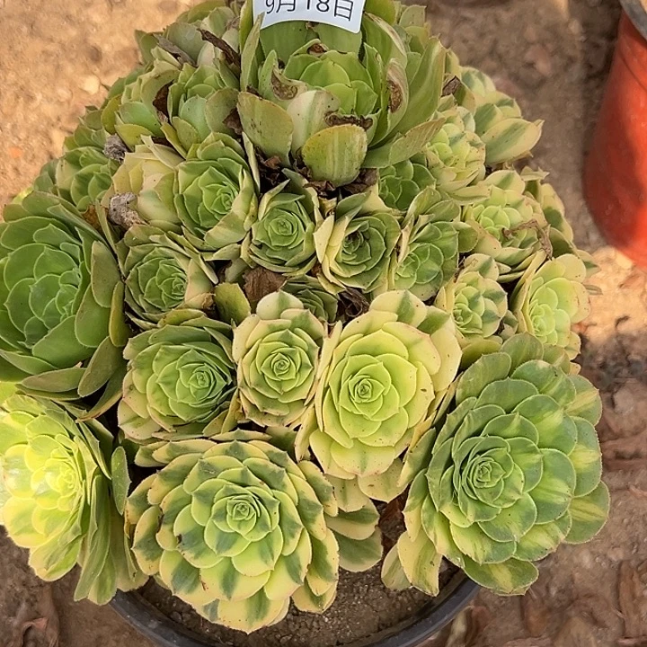 9.18.72七彩琉璃多肉植物2