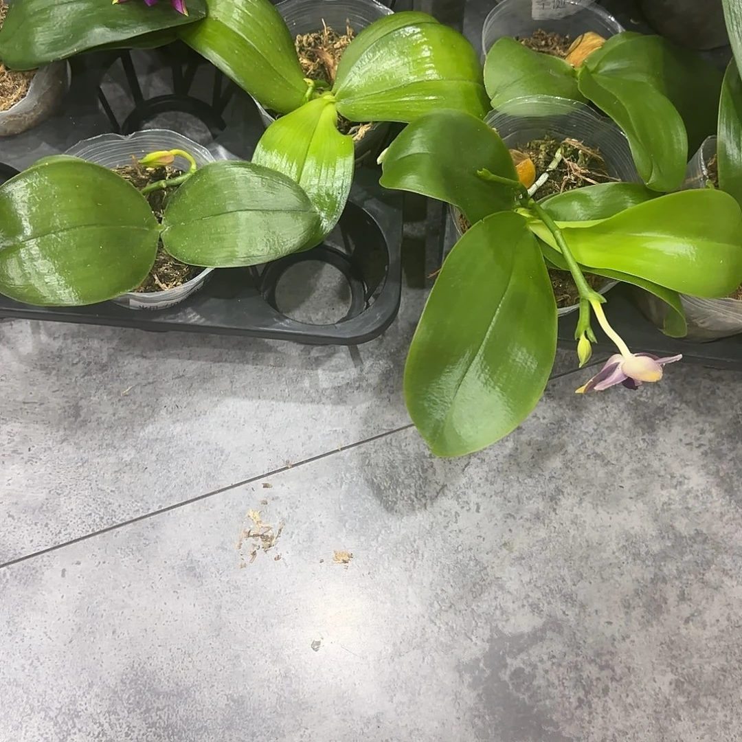 完全开放一共22颗 瑕疵 大杯起步2.8寸原生盲盒