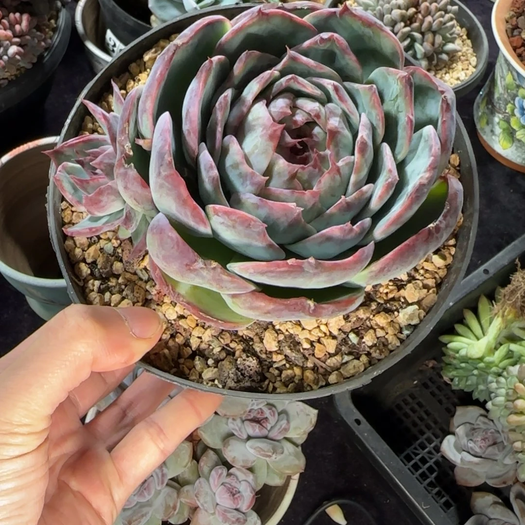 惊鸿仙子一物一拍双头