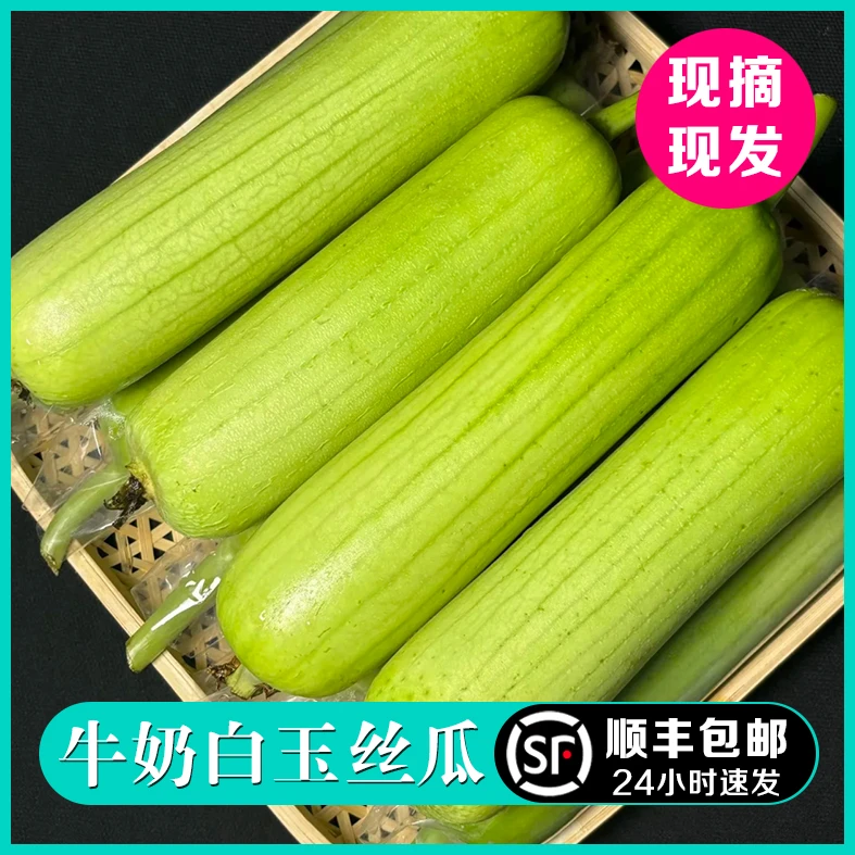 福建不老丝瓜 牛奶白玉丝瓜 鲜甜可口 农家自种 新鲜顺丰包邮