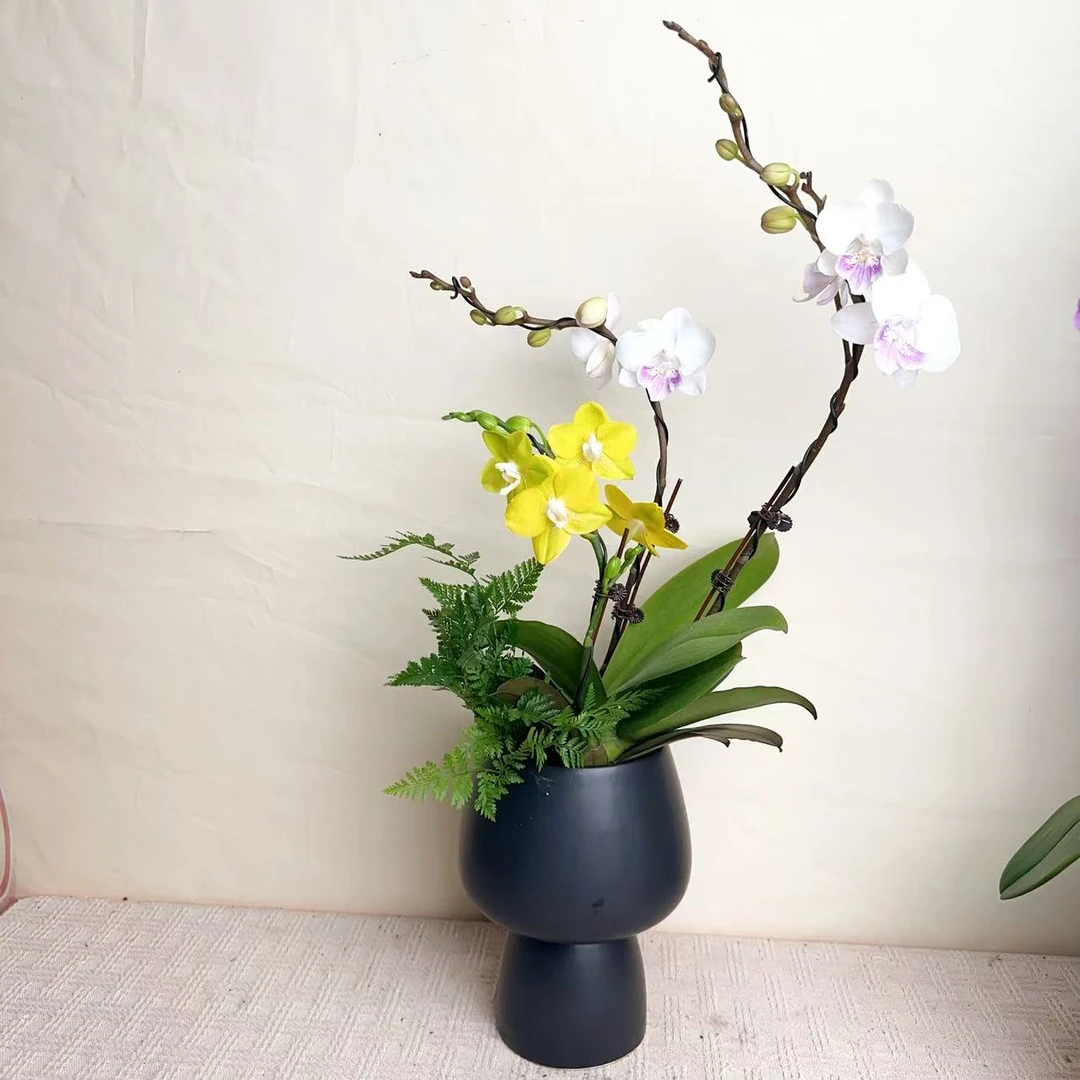 桦艺优选【吉祥如意】精品蝴蝶兰室内花卉高雅高级盆栽艺术组盆