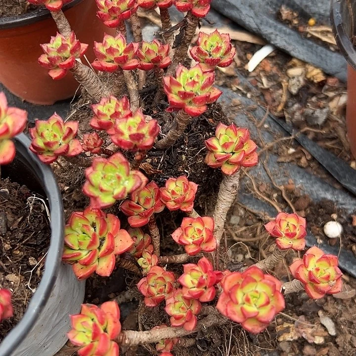 无花朵迪亚两盆。