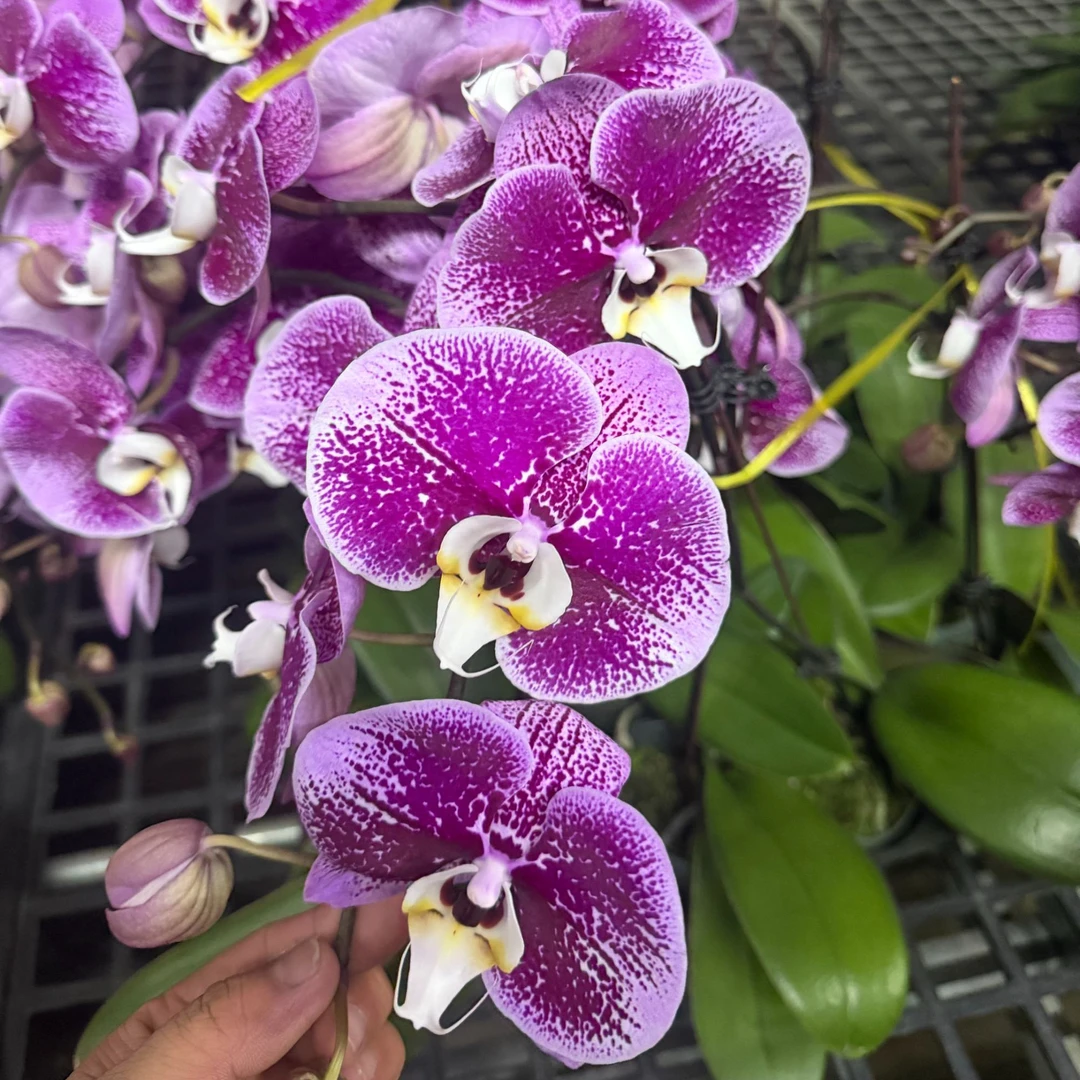 蝴蝶兰【星河】稀有品种  室内花花 懒人好养